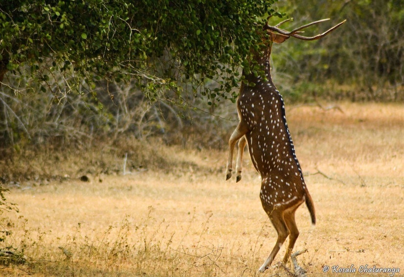 From Colombo : Yala National Park Safari Tour