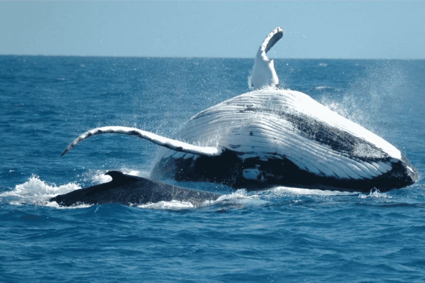 Picture 1 for Activity From Punta Canta: Whale Watching Cruise with Cayo Levantado