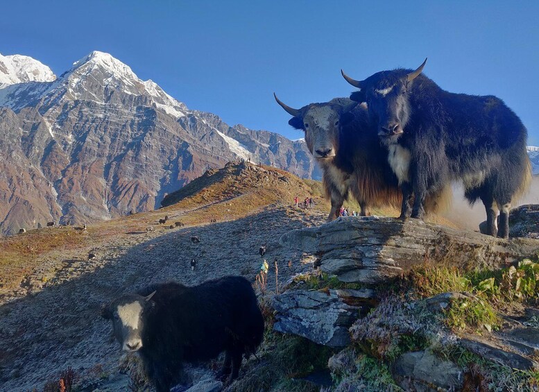 Picture 2 for Activity Mardi Himal Base Camp Trek