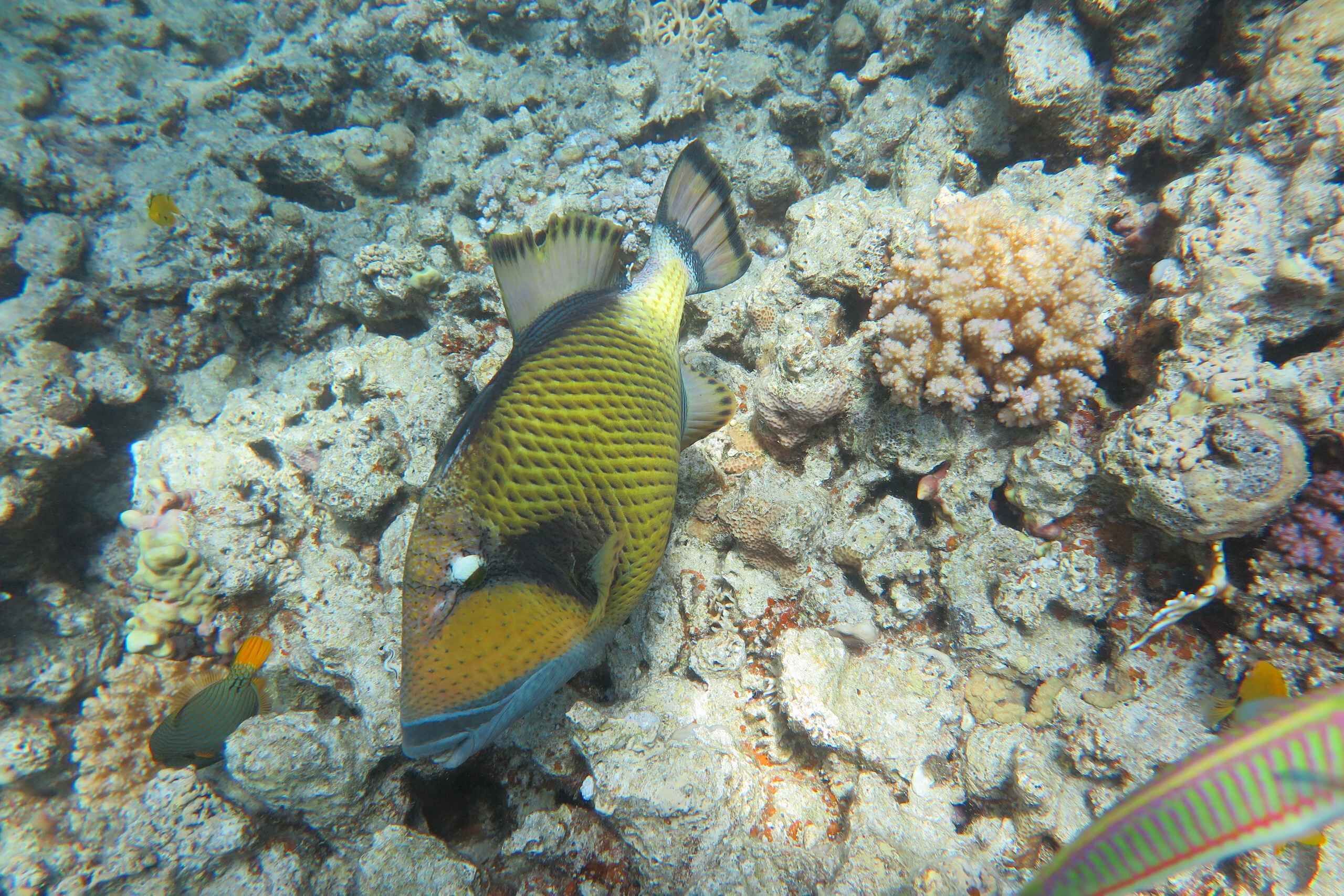 Picture 21 for Activity Hurghada: Orange Bay Snorkeling, Lunch With Optional Diving