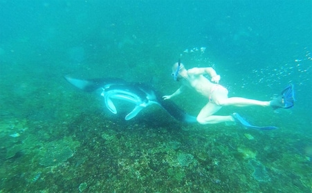 4 Spot Snorkeling and Nusa Penida Tour Land