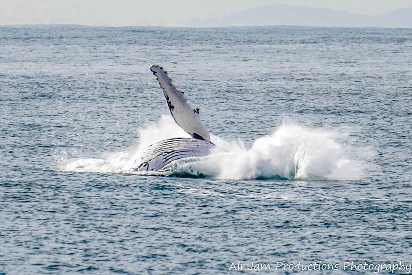 Picture 6 for Activity Newcastle: Humpback Whale Watching Cruise and Harbor Tour