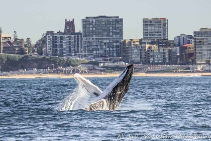 Newcastle: Humpback Whale Watching Cruise and Harbour Tour