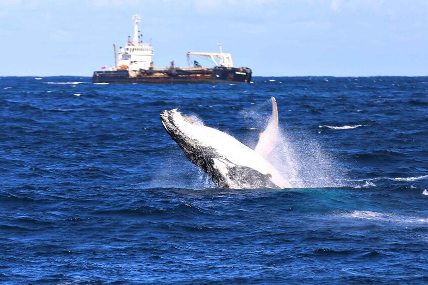 Picture 1 for Activity Newcastle: Humpback Whale Watching Cruise and Harbor Tour