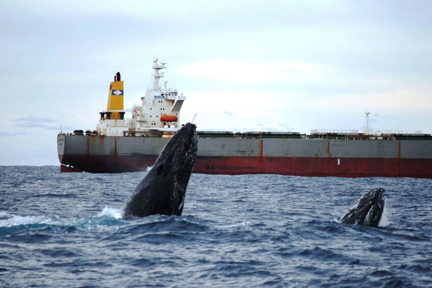 Picture 3 for Activity Newcastle: Humpback Whale Watching Cruise and Harbor Tour