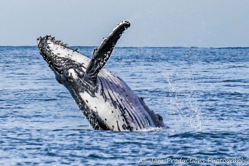 Picture 2 for Activity Newcastle: Humpback Whale Watching Cruise and Harbor Tour