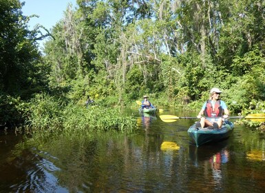 Orlando: recorrido panorámico en kayak por el río Wekiva para grupos pequeñ...