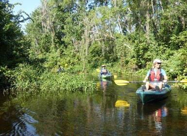 Orlando: Kajakkpadling i Wekiva River i liten gruppe