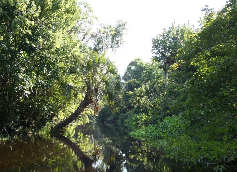 Picture 6 for Activity Orlando: Small Group Scenic Wekiva River Kayak Tour