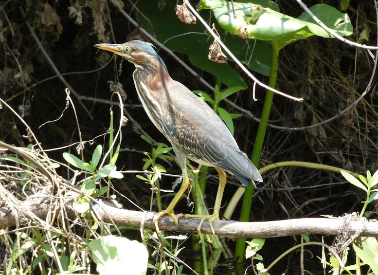 Picture 4 for Activity Orlando: Small Group Scenic Wekiva River Kayak Tour