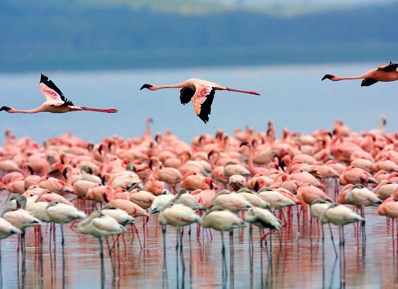 Picture 2 for Activity Nairobi: 2-Day Lake Bogoria and Lake Nakuru Safari