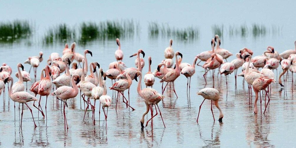 Nairobi: 2-Day Lake Bogoria and Lake Nakuru Safari