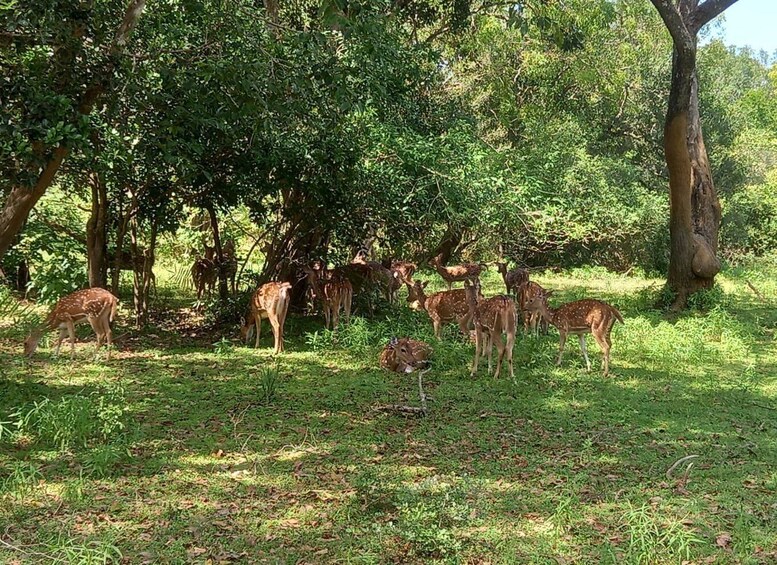 Picture 2 for Activity From Ella: Udawalawe National Park Safari Tour