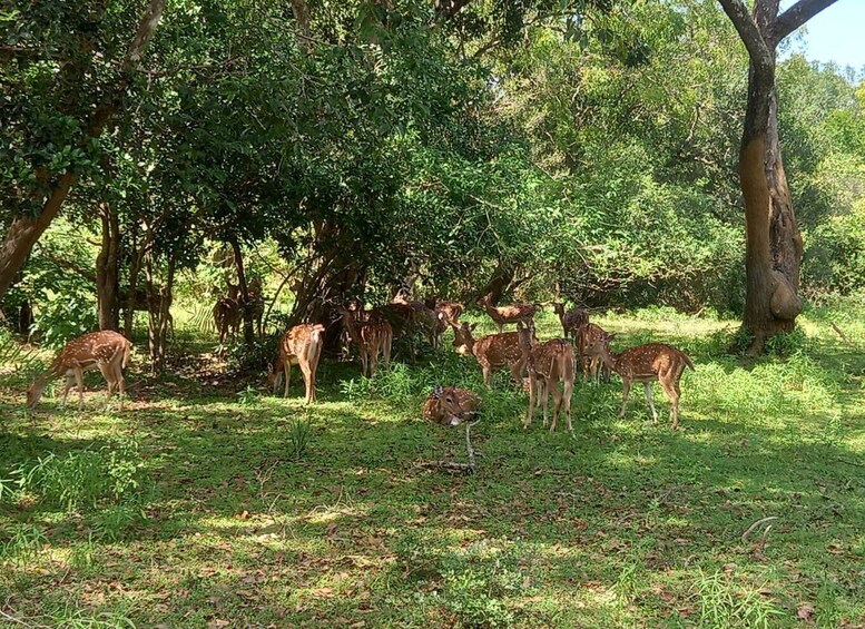 Picture 2 for Activity From Ella: Udawalawe National Park Safari Tour