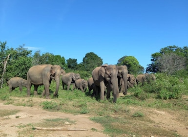 Von Ella aus: Udawalawe National Park Safari Tour