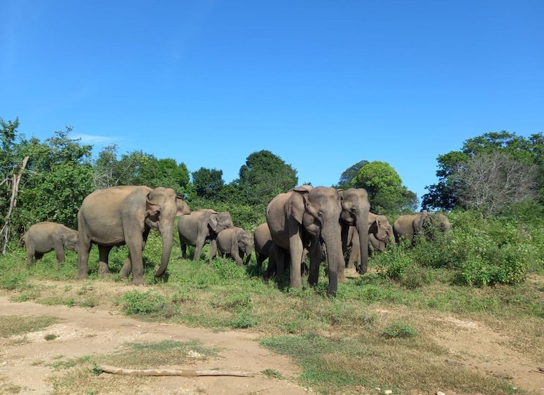 From Ella: Udawalawe National Park Safari Tour