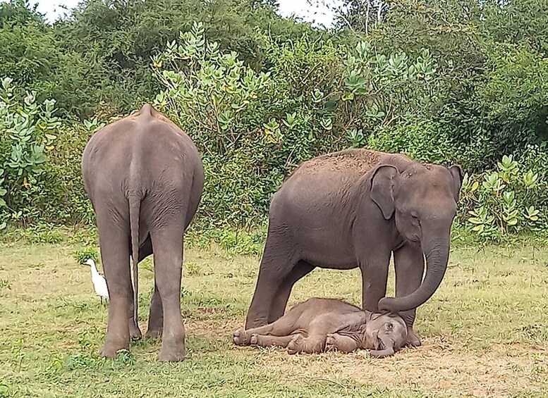 Picture 3 for Activity From Ella: Udawalawe National Park Safari Tour