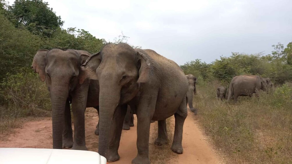 Picture 5 for Activity From Ella: Udawalawe National Park Safari Tour