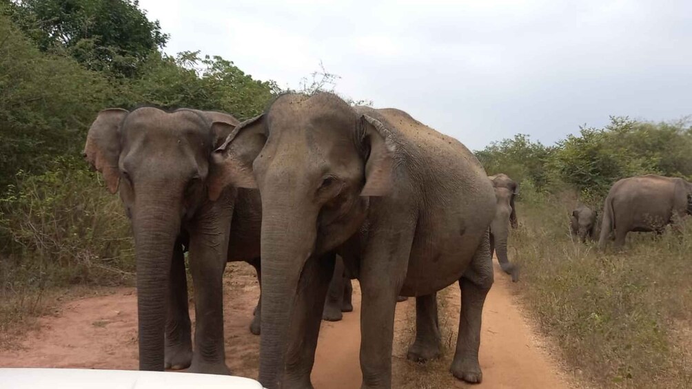 Picture 5 for Activity From Ella: Udawalawe National Park Safari Tour