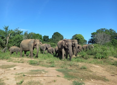 De Ella : Visite de safari du parc national d’Udawalawe