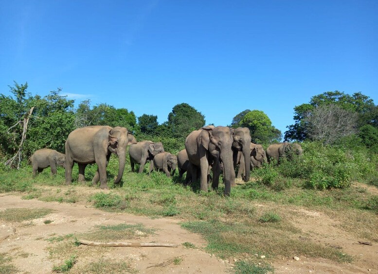 From Ella: Udawalawe National Park Safari Tour