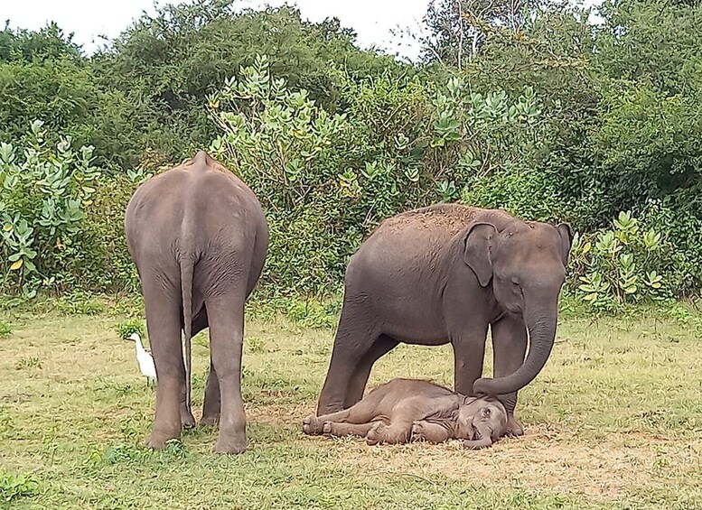 Picture 3 for Activity From Ella: Udawalawe National Park Safari Tour