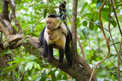 Rincón de la Vieja: Excursión de un día por la naturaleza