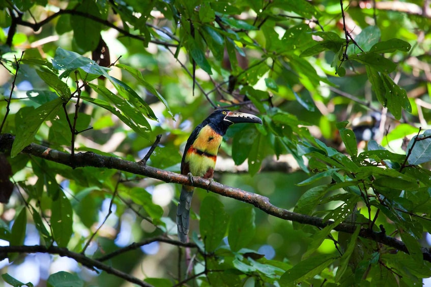 Picture 2 for Activity Rincón de la Vieja: One-Day Nature Tour