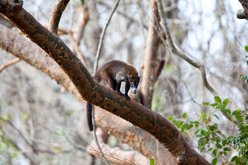 Picture 4 for Activity Rincón de la Vieja: One-Day Nature Tour