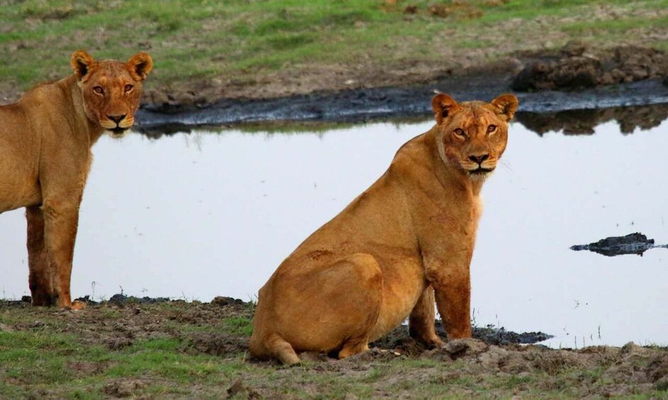 Picture 1 for Activity Kasane: Chobe National Park Full-Day Game Drive Safari