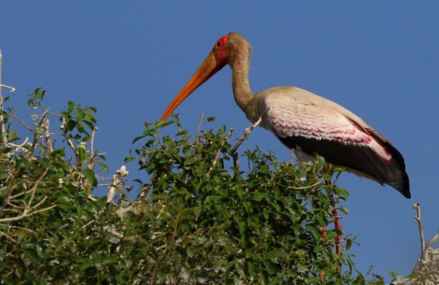 Picture 10 for Activity Kasane: Chobe National Park Full-Day Game Drive Safari