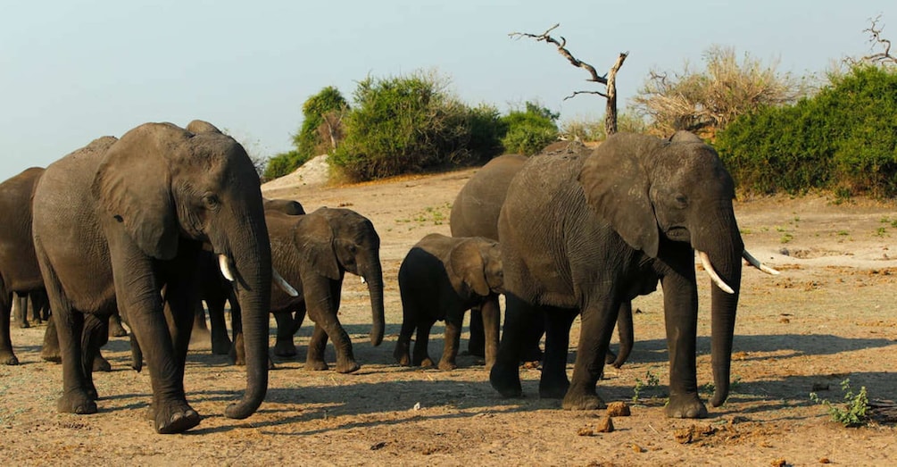 Kasane: Chobe National Park Full-Day Game Drive Safari