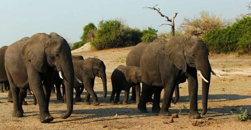 Kasane: Chobe National Park Full-Day Game Drive Safari