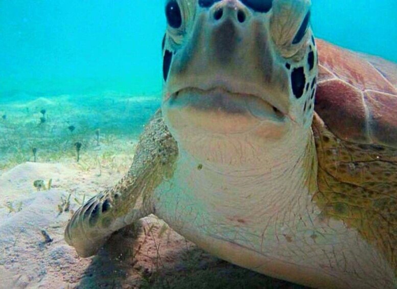 St. John: Snorkel with Sea Turtles
