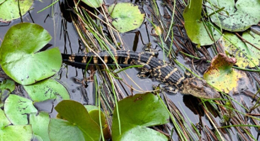 Picture 7 for Activity From Naples: 10,000 Islands Boat Trip & Everglades Walk!