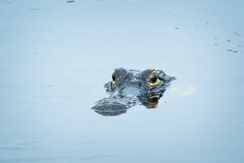 Picture 3 for Activity From Naples: 10,000 Islands Boat Trip and Everglades Walk