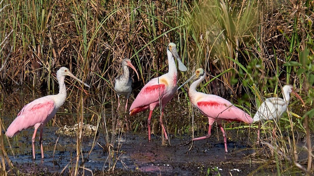 Picture 6 for Activity From Naples: 10,000 Islands Boat Trip and Everglades Walk