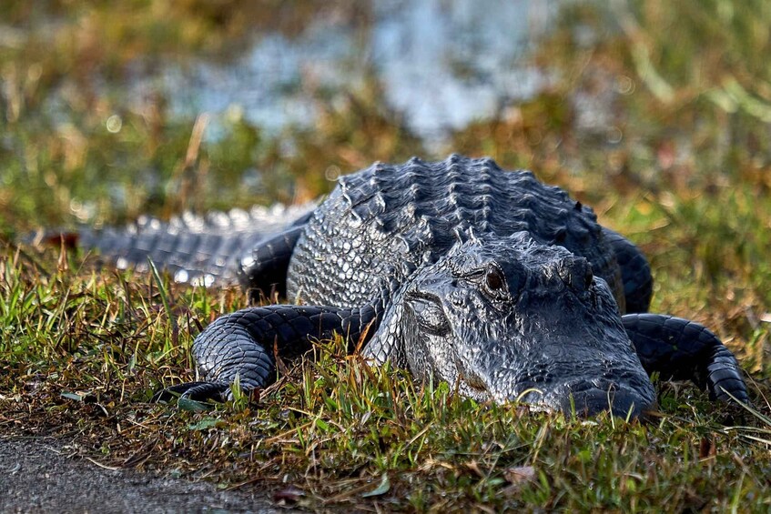 Picture 2 for Activity From Naples: 10,000 Islands Boat Trip and Everglades Walk