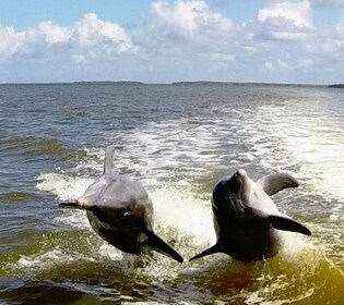 Desde Nápoles: paseo en barco por 10.000 islas y paseo por los Everglades