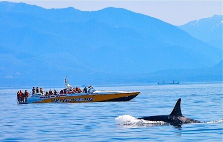 Victoria : Observation matinale des baleines excursion en bateau Scarab