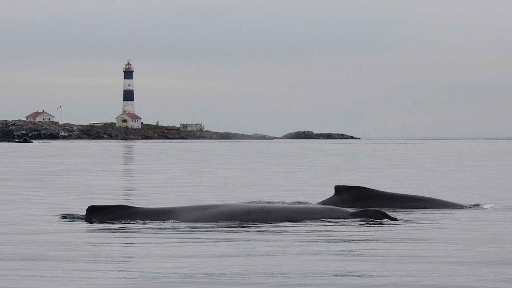 Picture 1 for Activity Victoria: Morning Whale-Watching Tour in Scarab Boat