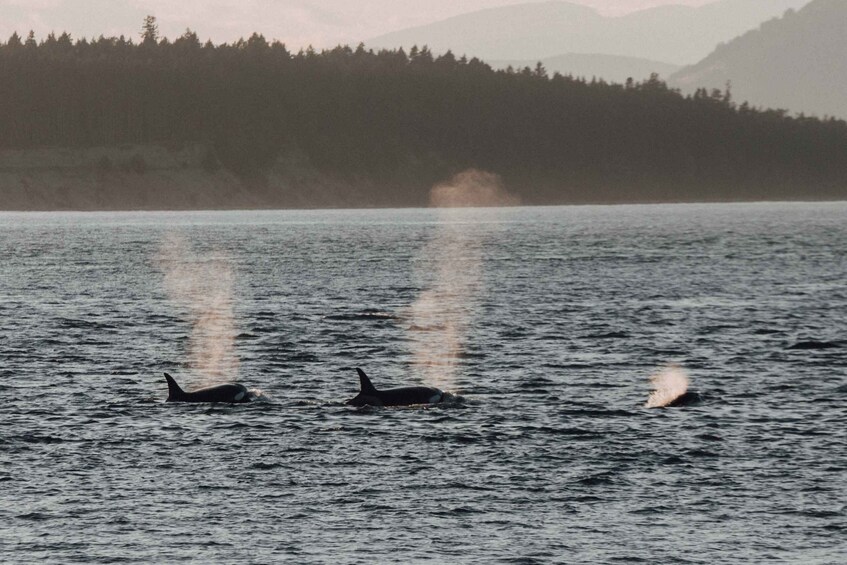 Picture 4 for Activity Victoria: Morning Whale-Watching Tour in Scarab Boat