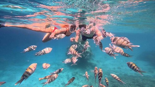 Hurghada : Voyage de plongée avec tuba en hors-bord avec ramassage à l’hôte...