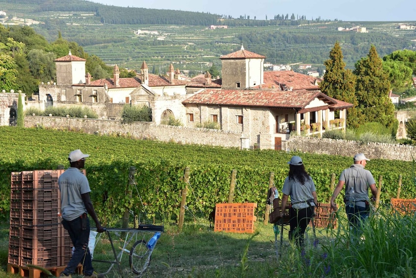 Picture 6 for Activity Veneto: Amarone Cooking and Tasting Experience in a Villa