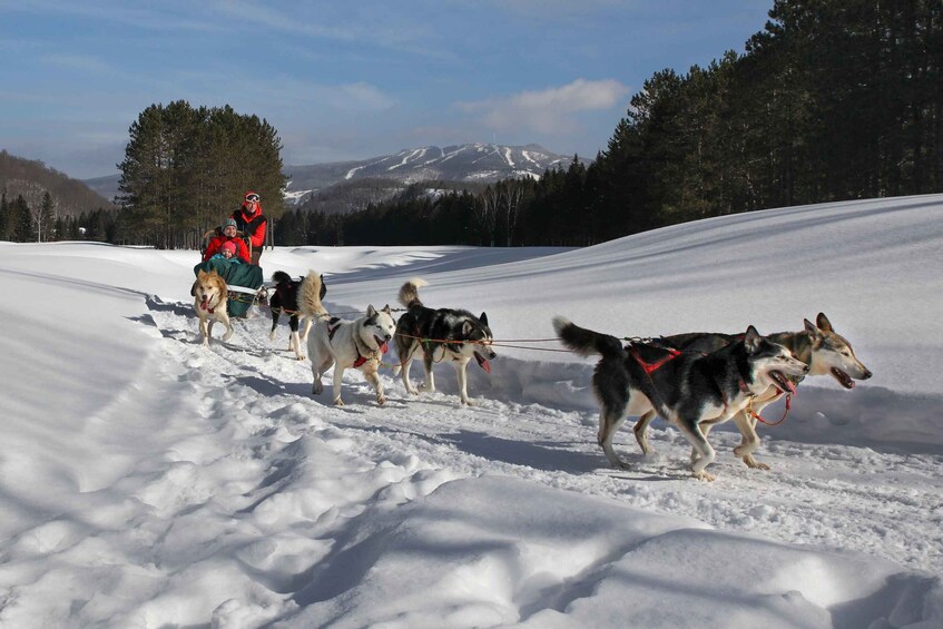 Picture 4 for Activity Mont-Tremblant: Dogsledding Experience