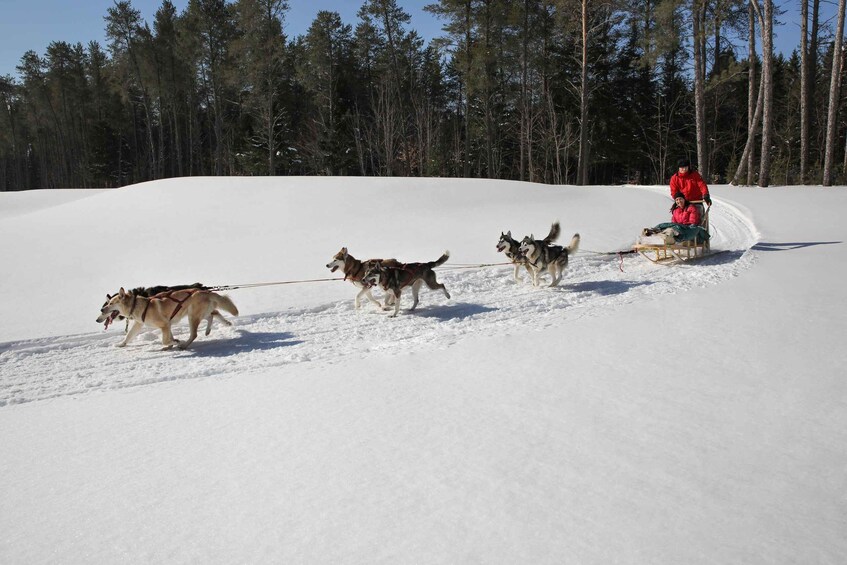 Picture 6 for Activity Mont-Tremblant: Dogsledding Experience