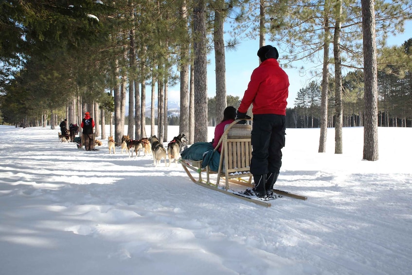 Picture 2 for Activity Mont-Tremblant: Dogsledding Experience