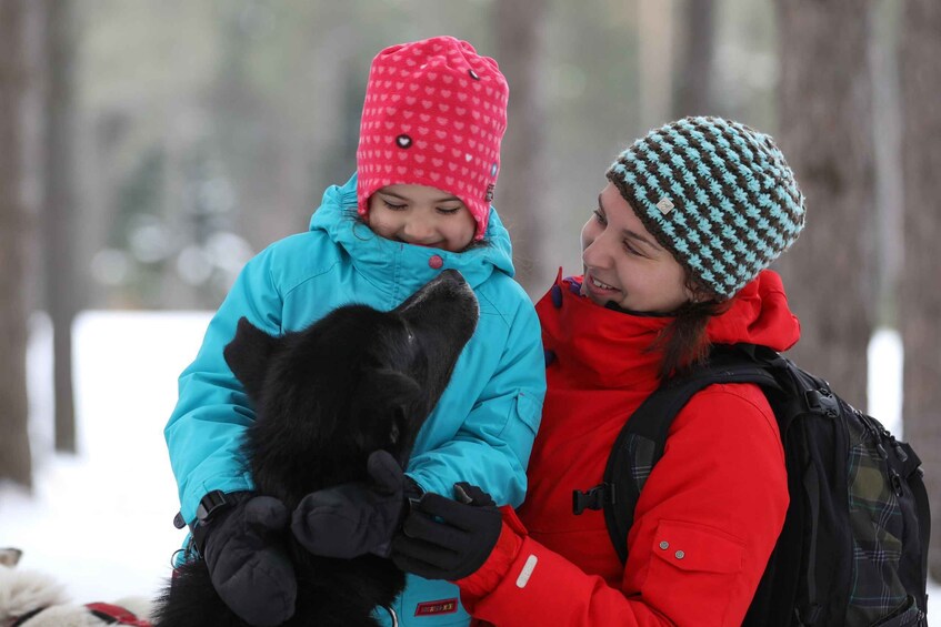 Picture 3 for Activity Mont-Tremblant: Dogsledding Experience