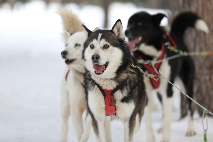 Picture 5 for Activity Mont-Tremblant: Dogsledding Experience