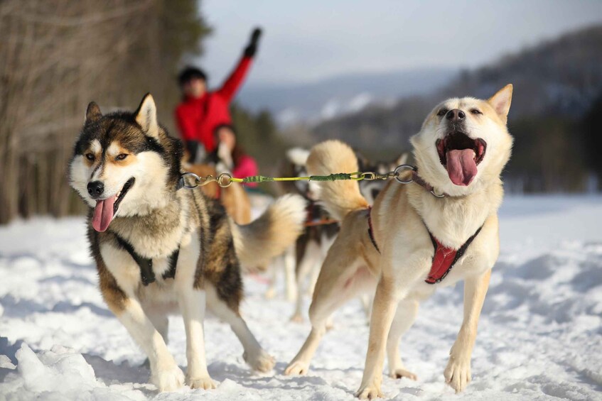 Mont-Tremblant: Dogsledding Experience